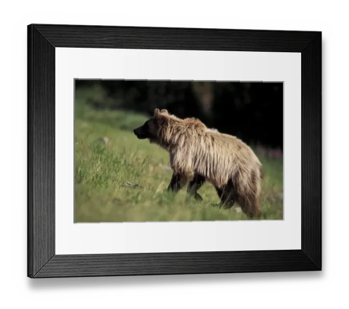 Framed Print : Canada. North America, Canada. Grizzly Bear (Ursus arctos)