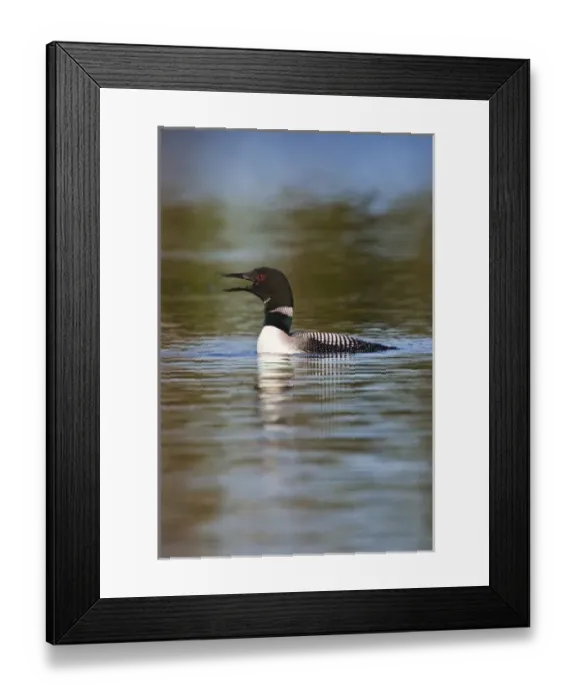 Framed Print : Canada, British Columbia near Kamloops, Common Loon (Gavia immer) calling on lake, June