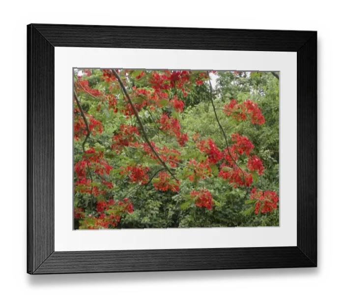 Framed Print : Caribbean, US Virgin Islands, St. Croix, tree in red blooms