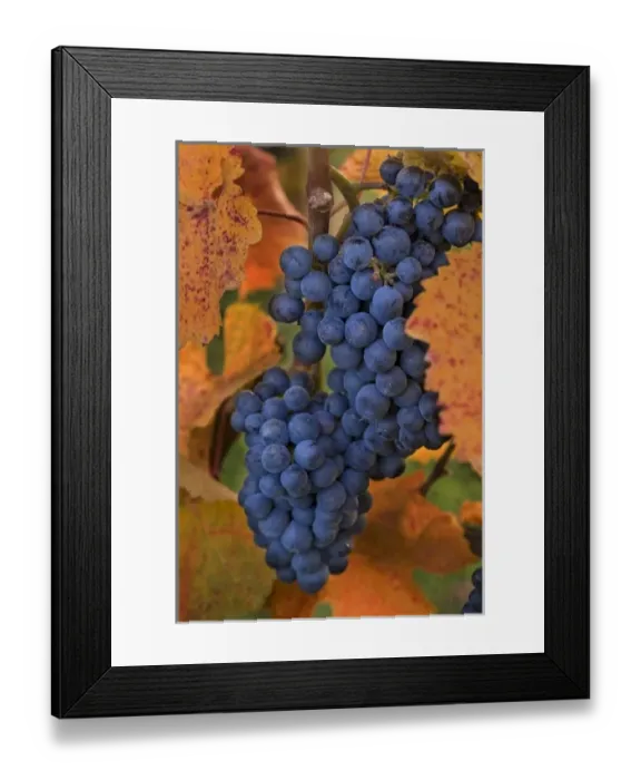 Framed Print : Pinot Noir grapes set among the Fall-gold-colored leaves of the vineyard at Summerhill