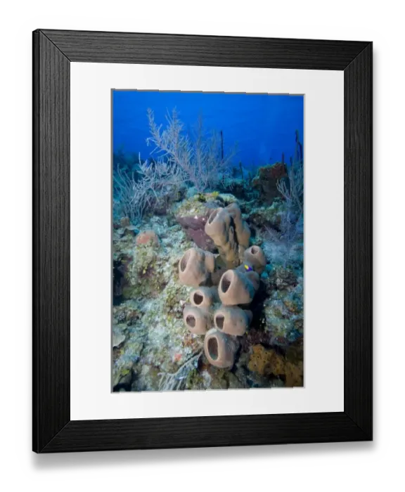 Framed Print : Cayman Islands, Little Cayman Island, Underwater view of Coral reef along Bloody Bay Wall
