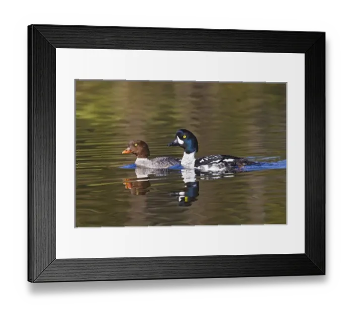 Framed Print : Canada, British Columbia near Kamloops, Common Goldeneye (Bucephala clangula) pair