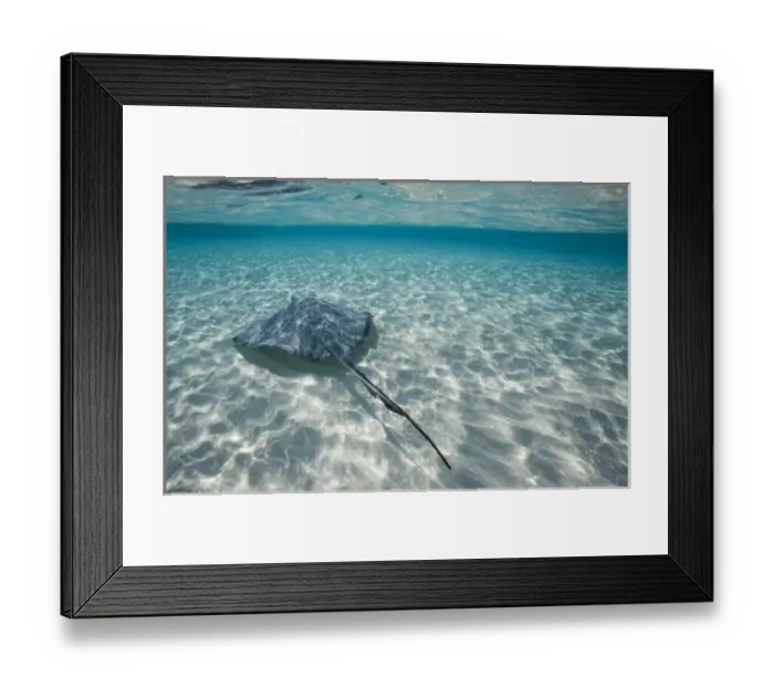 Framed Print : Cayman Islands, Grand Cayman Island, Underwater view of Southern Stingray (Dasyatis