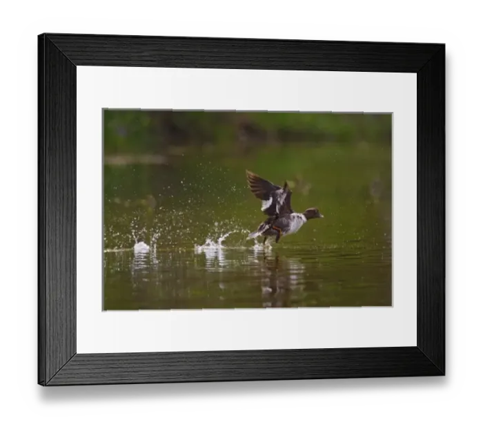 Framed Print : Canada, British Columbia near Kamloops, Common Goldeneye (Bucephala clangula) female Framed Print : Canada, British Columbia near Kamloops, Common Goldeneye (Bucephala clangula) female