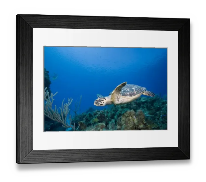Framed Print : Cayman Islands, Little Cayman Island, Underwater view of Hawksbill Turtle (Eretmochelys Framed Print : Cayman Islands, Little Cayman Island, Underwater view of Hawksbill Turtle (Eretmochelys