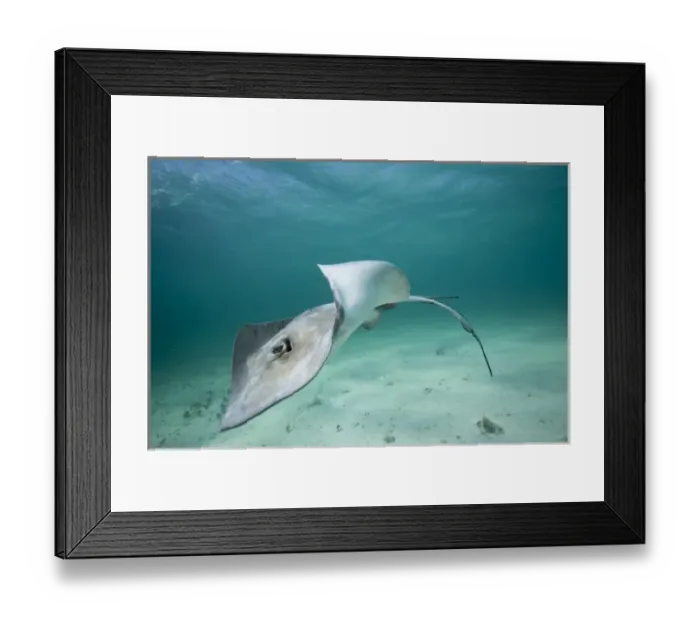 Framed Print : Cayman Islands, Grand Cayman Island, Underwater view of Southern Stingray (Dasyatis Framed Print : Cayman Islands, Grand Cayman Island, Underwater view of Southern Stingray (Dasyatis
