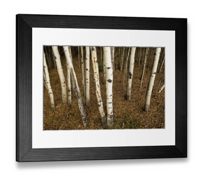 Framed Print : Trembling aspen, Populus tremuloides, Yukon Framed Print : Trembling aspen, Populus tremuloides, Yukon
