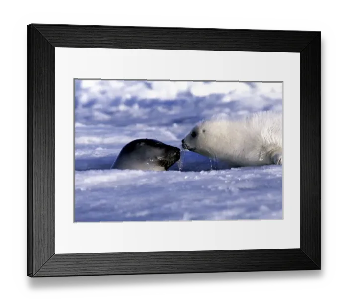 Framed Print : Harp seal pup and mom, ice Gulf of St. Lawrence, Quebec, Canada Framed Print : Harp seal pup and mom, ice Gulf of St. Lawrence, Quebec, Canada