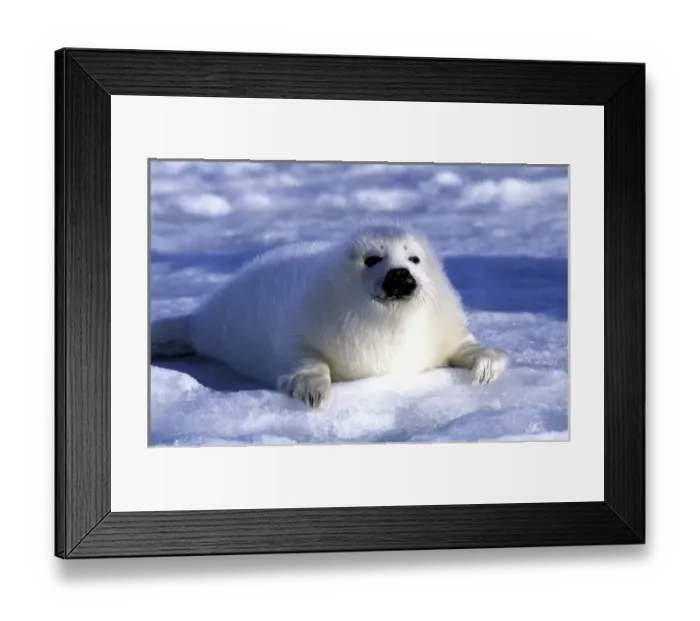 Framed Print : Harp Seal pup, ice flows, Gulf of St. Lawrence, Quebec, Canada Framed Print : Harp Seal pup, ice flows, Gulf of St. Lawrence, Quebec, Canada