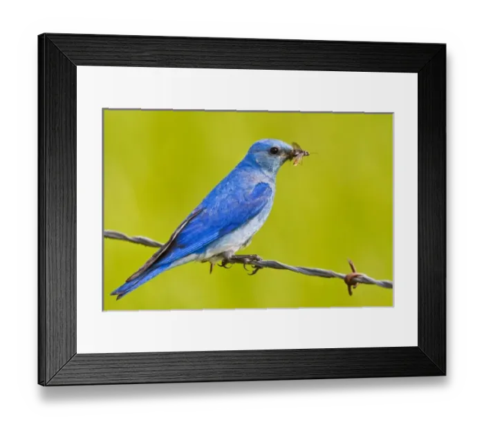 Framed Print : Canada, British Columbia near Kamloops, Mountain Bluebird (Sialia currucoides) adult
