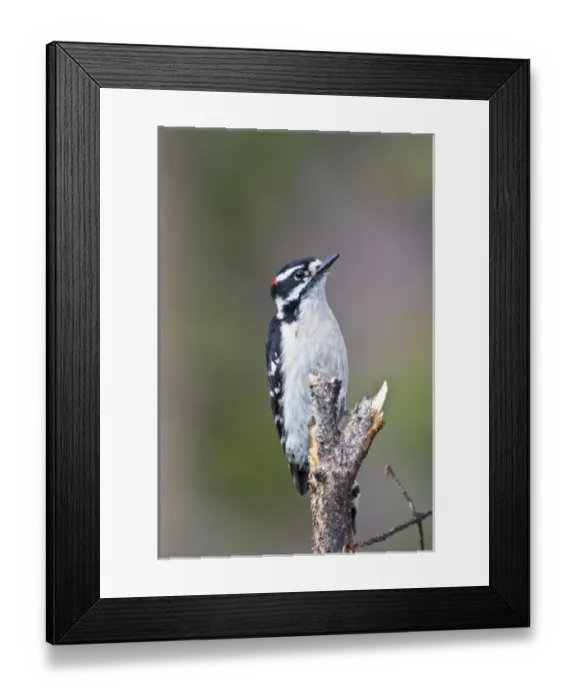 Framed Print : Canada, British Columbia near Kamloops, Downy Woodpecker (Picoides pubescens) male, June Framed Print : Canada, British Columbia near Kamloops, Downy Woodpecker (Picoides pubescens) male, June