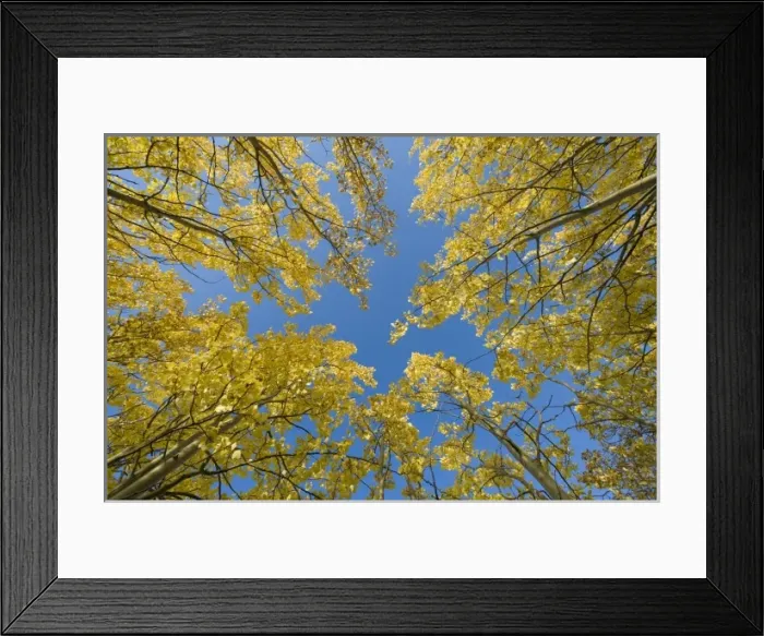 Framed Print : Canada, Yukon Framed Print : Canada, Yukon