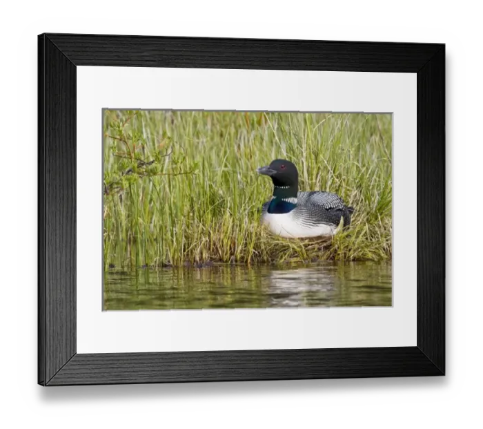 Framed Print : Canada, British Columbia Framed Print : Canada, British Columbia