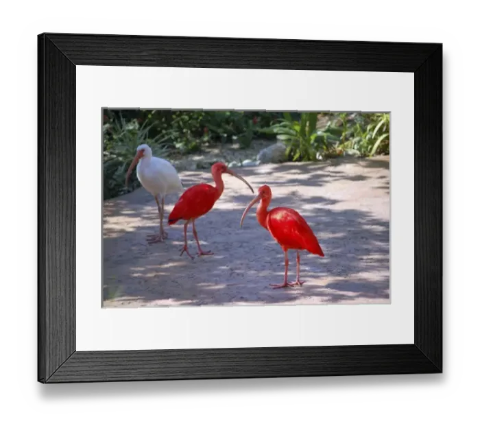 Framed Print : Caribbean free-flight aviary at Boatswains Beach, Grand Cayman, Cayman Island