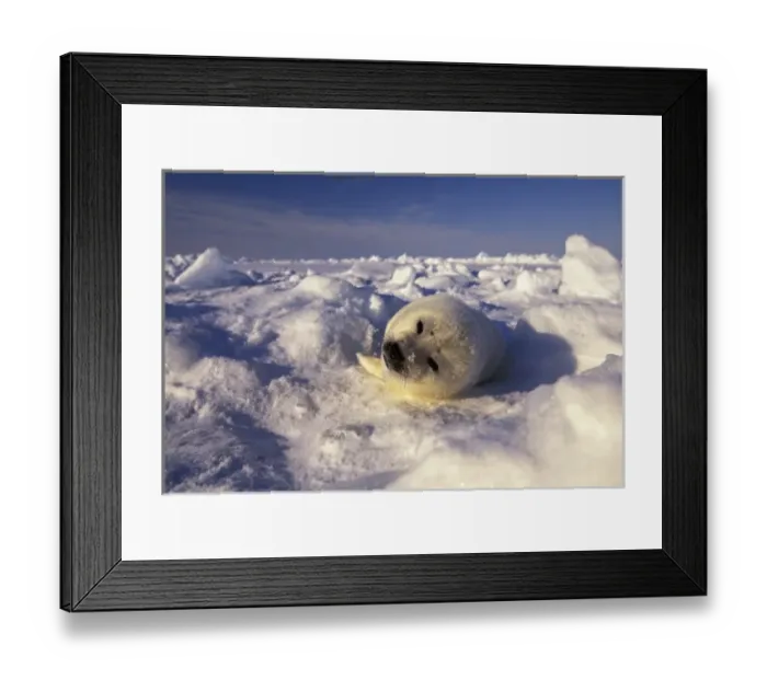 Framed Print : North America, Canada, Gulf of St. Lawrence. Harp Seal (phoca groenlandica) pup Framed Print : North America, Canada, Gulf of St. Lawrence. Harp Seal (phoca groenlandica) pup