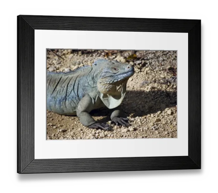 Framed Print : Caribbean, Cayman Islands