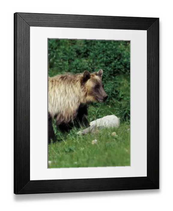Framed Print : North America, Canada. Grizzly Bear (Ursus arctos) Framed Print : North America, Canada. Grizzly Bear (Ursus arctos)