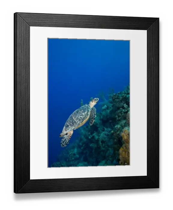 Framed Print : Cayman Islands, Little Cayman Island, Underwater view of Hawksbill Turtle (Eretmochelys Framed Print : Cayman Islands, Little Cayman Island, Underwater view of Hawksbill Turtle (Eretmochelys
