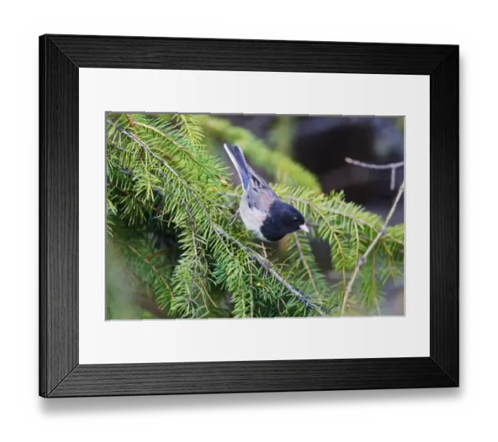 Framed Print : Canada, British Columbia