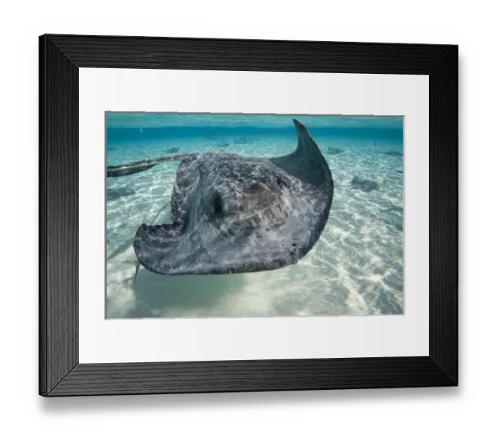 Framed Print : Cayman Islands, Grand Cayman Island, Underwater view of Southern Stingray (Dasyatis Framed Print : Cayman Islands, Grand Cayman Island, Underwater view of Southern Stingray (Dasyatis