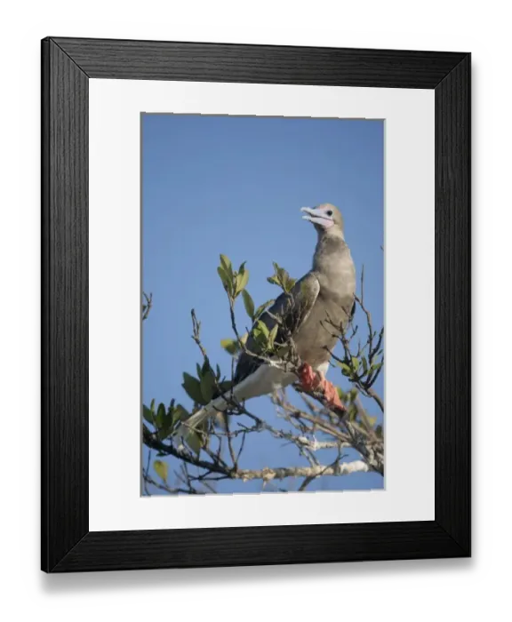 Framed Print : Cayman Islands, Little Cayman Island, Red-footed Boobies (Sula sula) nesting along Framed Print : Cayman Islands, Little Cayman Island, Red-footed Boobies (Sula sula) nesting along
