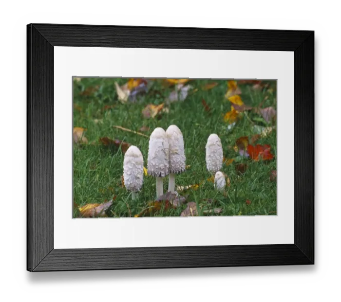 Framed Print : Canada, Quebec, Quebec City, mushroooms growing on park lawn surrounded by fall leaves