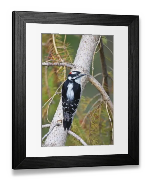 Framed Print : Canada, British Columbia Framed Print : Canada, British Columbia