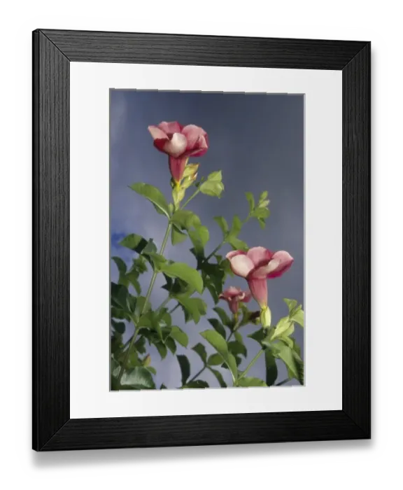 Framed Print : Caribbean, US Virgin Islands, St Croix, St George Village Botanical Garden, allamanda