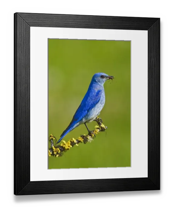 Framed Print : Canada, British Columbia Framed Print : Canada, British Columbia