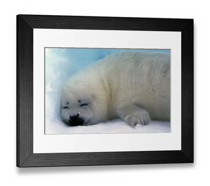 Framed Print : North America, Canada, Gulf of St. Lawrence. Harp Seal (phoca groenlandica) pup