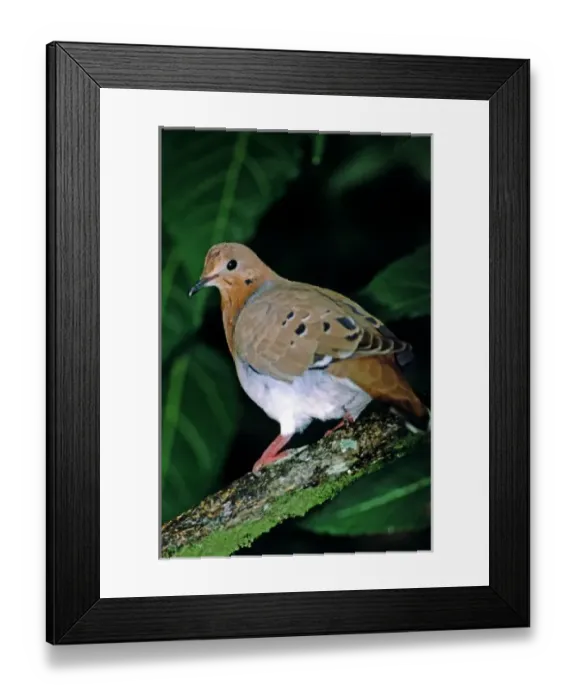 Framed Print : Caribbean, Lesser Antilles, West Indies, Saint Lucia. Zeniada Dove on branch. WILD Framed Print : Caribbean, Lesser Antilles, West Indies, Saint Lucia. Zeniada Dove on branch. WILD