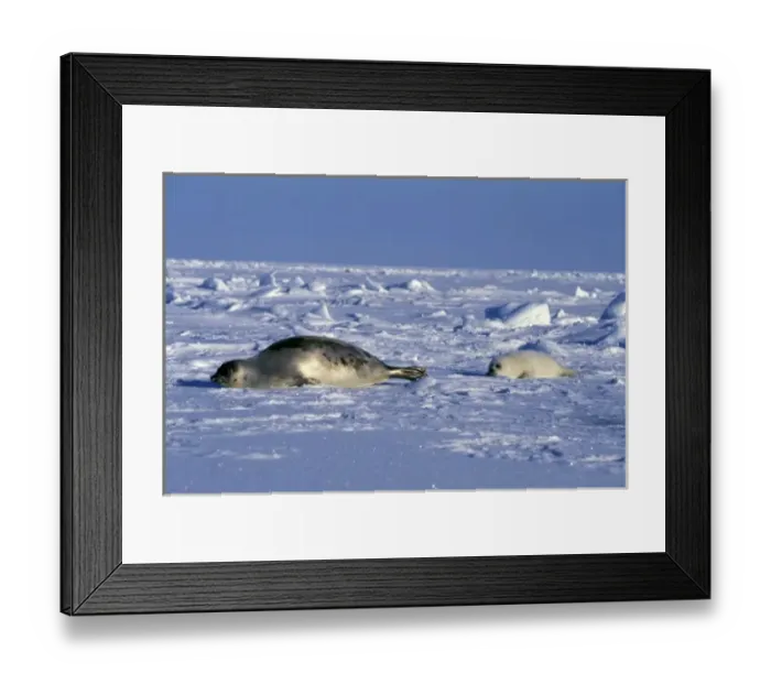 Framed Print : North America, Canada, Gulf of St. Lawrence. Harp Seals (phoca groenlandica) Framed Print : North America, Canada, Gulf of St. Lawrence. Harp Seals (phoca groenlandica)