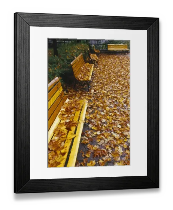 Framed Print : Canada, Quebec, Quebec City, park benches covered with fall leaves Framed Print : Canada, Quebec, Quebec City, park benches covered with fall leaves