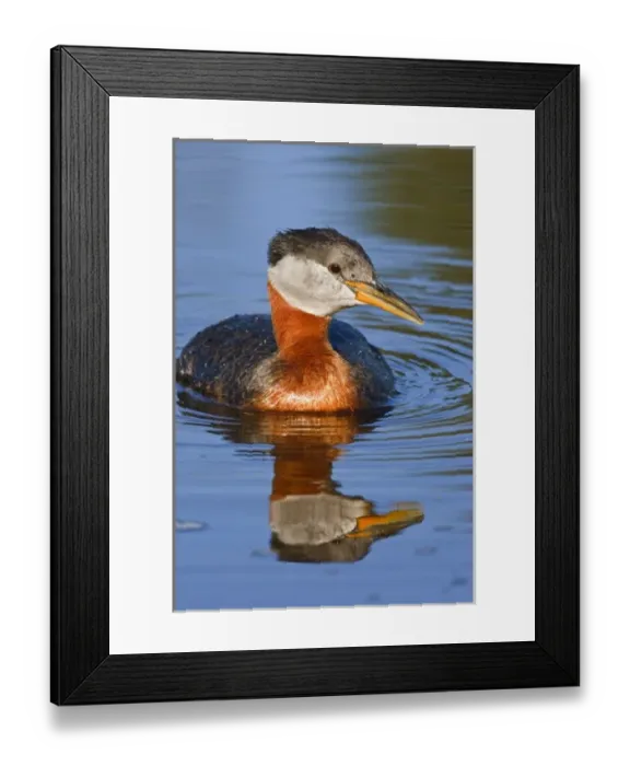Framed Print : Canada, British Columbia, Red-necked Grebe (Podiceps grisegena) adult swimming in lake Framed Print : Canada, British Columbia, Red-necked Grebe (Podiceps grisegena) adult swimming in lake