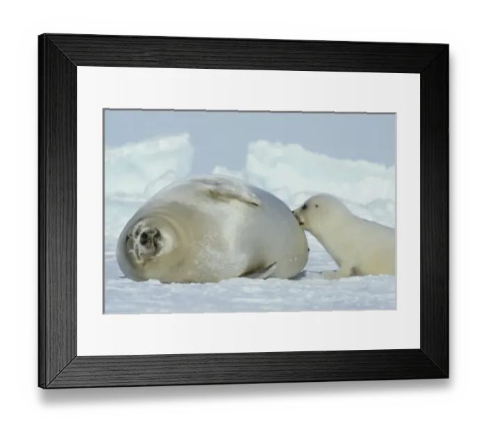 Framed Print : Harp Seal, (Phoca groenlandica), Eastern Canada, Quebec, Magdalen Island, Female with pup Framed Print : Harp Seal, (Phoca groenlandica), Eastern Canada, Quebec, Magdalen Island, Female with pup