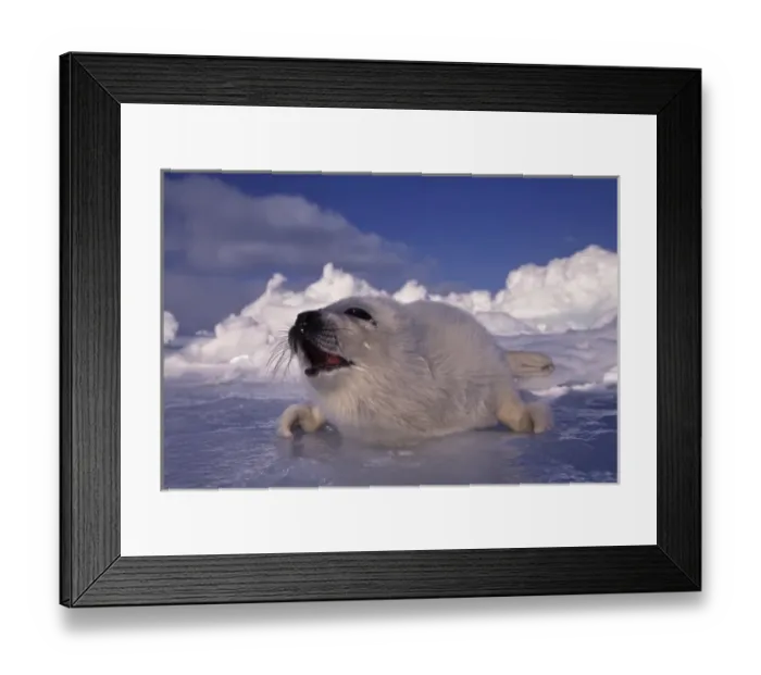 Framed Print : North America, Canada, Gulf of St. Lawrence. Harp Seal (phoca groenlandica) pup Framed Print : North America, Canada, Gulf of St. Lawrence. Harp Seal (phoca groenlandica) pup