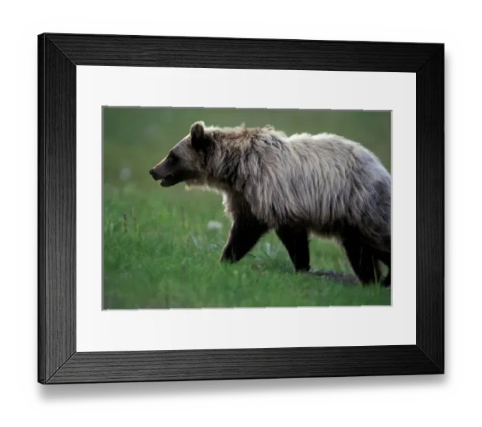 Framed Print : North America, Canada. Grizzly Bear (Ursus arctos) Framed Print : North America, Canada. Grizzly Bear (Ursus arctos)