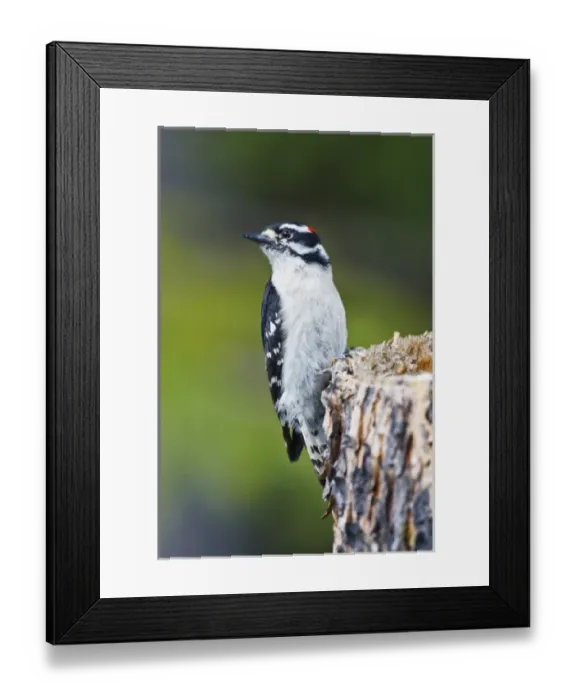 Framed Print : Canada, British Columbia near Kamloops, Downy Woodpecker (Picoides pubescens) male, June Framed Print : Canada, British Columbia near Kamloops, Downy Woodpecker (Picoides pubescens) male, June
