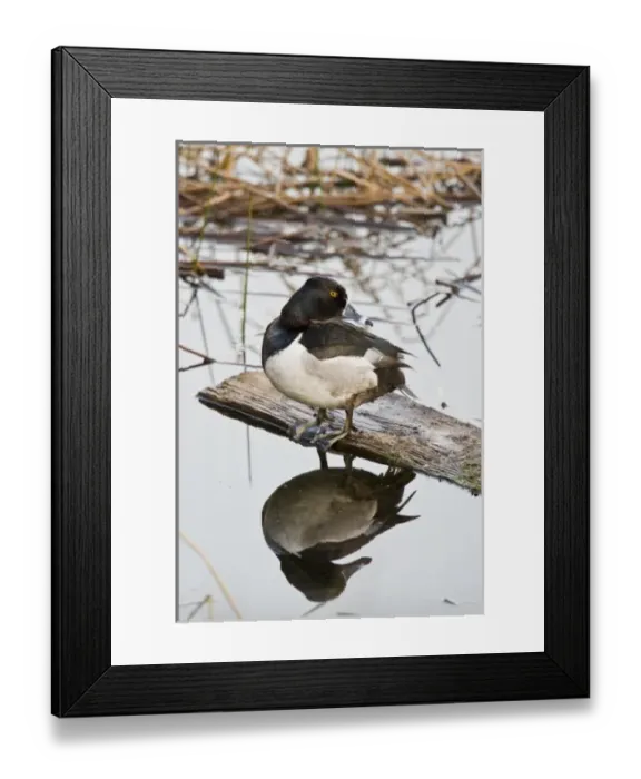 Framed Print : Canada, British Columbia Framed Print : Canada, British Columbia