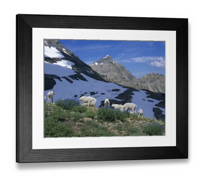 Framed Print : Herd of Mountain Goats (Oreamnos americanus) feed on first Lupine of the year. Mt Framed Print : Herd of Mountain Goats (Oreamnos americanus) feed on first Lupine of the year. Mt