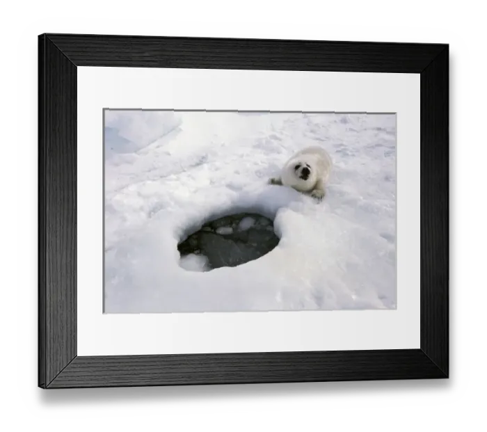 Framed Print : North America, Canada, Gulf of St. Lawrence. Harp Seal (phoca groenlandica) pup Framed Print : North America, Canada, Gulf of St. Lawrence. Harp Seal (phoca groenlandica) pup