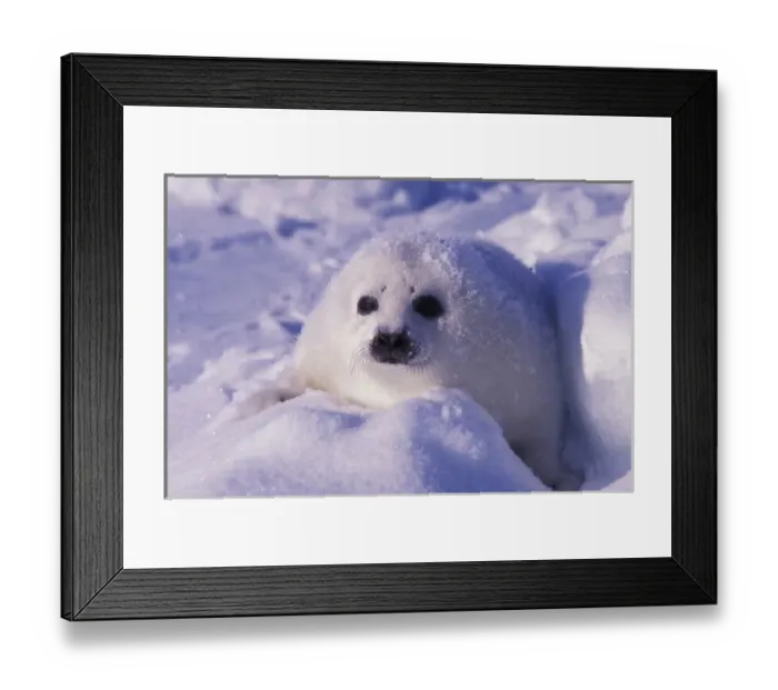 Framed Print : North America, Canada, Gulf of St. Lawrence. Harp Seal (phoca groenlandica) pup Framed Print : North America, Canada, Gulf of St. Lawrence. Harp Seal (phoca groenlandica) pup