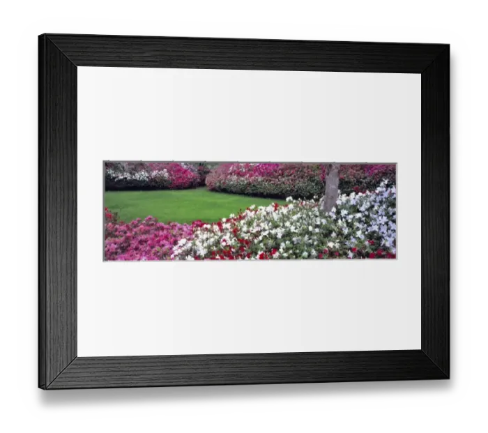 Framed Print : USA, Alabama, Mobile. A wide variety of colorful azaleas fill Bellingrath Gardens in Mobile Framed Print : USA, Alabama, Mobile. A wide variety of colorful azaleas fill Bellingrath Gardens in Mobile