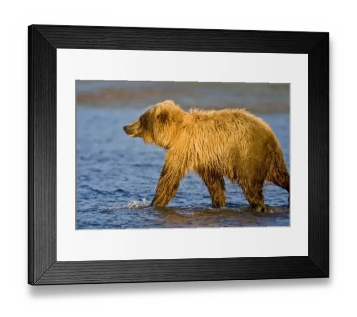 Framed Print : USA. Alaska. Coastal Brown Bear fishing for salmon at Silver Salmon Creek in Lake Clark NP