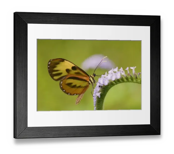 Framed Print : South America, Peru Framed Print : South America, Peru