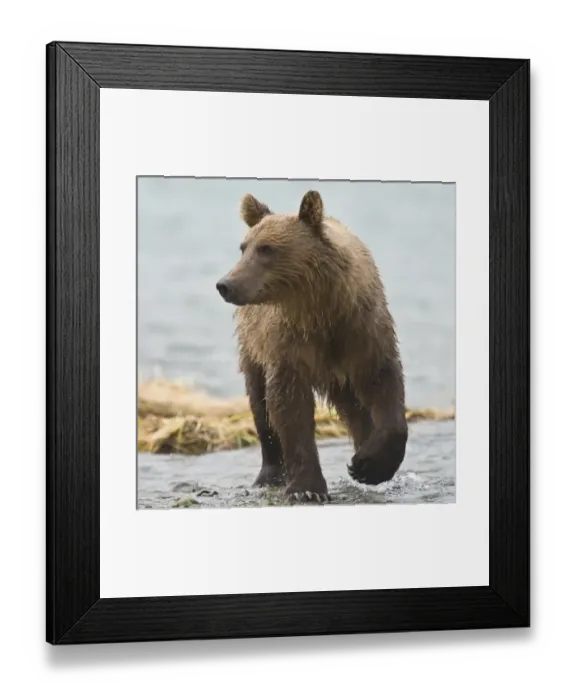 Framed Print : USA, North America, Alaska Framed Print : USA, North America, Alaska