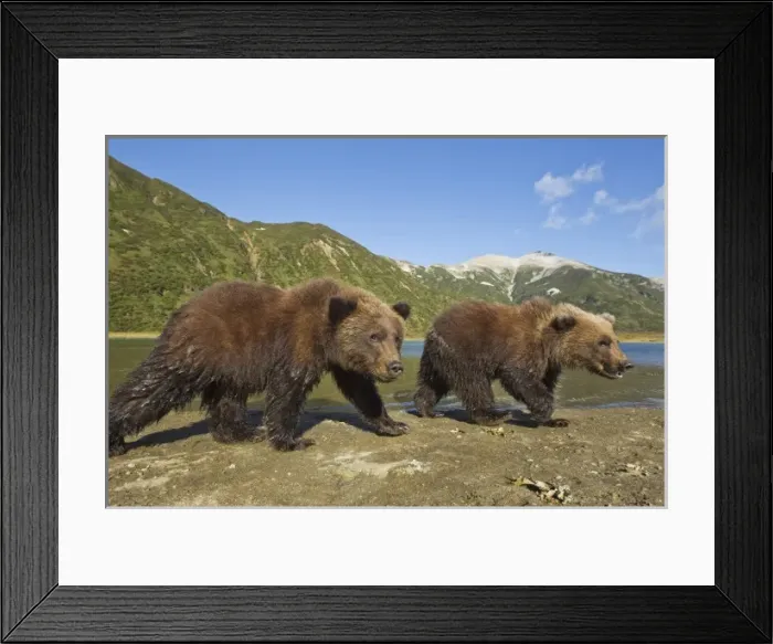 Framed Print : USA, North America, Alaska Framed Print : USA, North America, Alaska