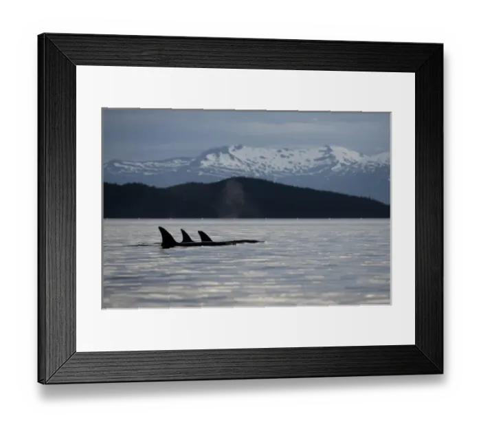 Framed Print : USA, Alaska, Petersburg, Pod of Killer Whales (Orcinus orca) swimming in Frederick Framed Print : USA, Alaska, Petersburg, Pod of Killer Whales (Orcinus orca) swimming in Frederick