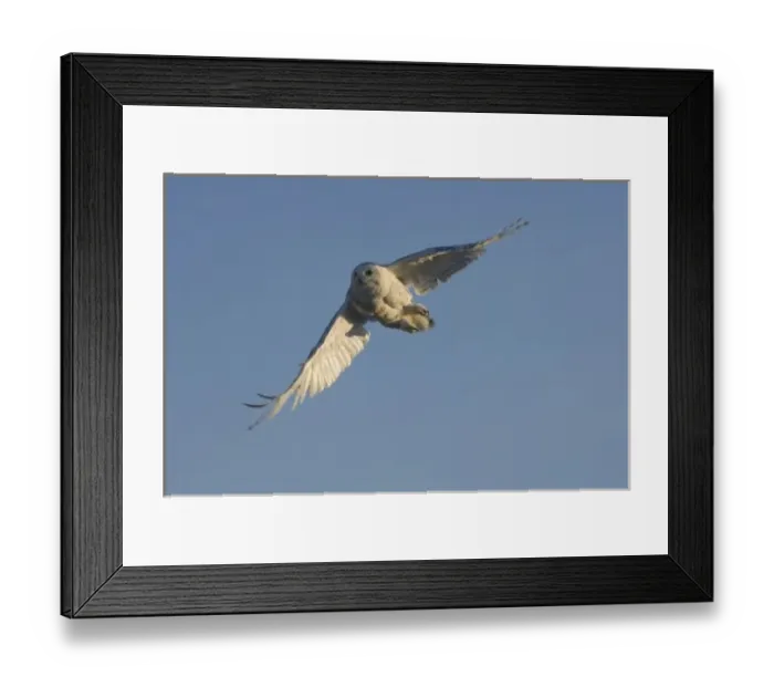 Framed Print : snowy owl, Nycttea scandiaca, in flight over the National Petroleum Reserves, outside Point Barrow Framed Print : snowy owl, Nycttea scandiaca, in flight over the National Petroleum Reserves, outside Point Barrow