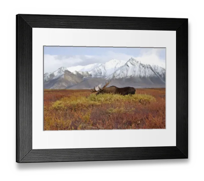 Framed Print : moose, Alces alces, bulls walking on fall tundra in Denali National Park, interior Alaska
